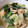 ★smiling★'s cooksnap of when they made 青梗菜とエビの中華炒め.
