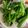 美味しいご飯が大好き's cooksnap of when they made ☘菜の花・からし菜の塩茹で☘.