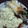 うさまる＠ぽてち's cooksnap of when they made 唐揚げを使って・・・チキン南蛮風☆.