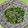 とみぃ11's cooksnap of when they made 豆苗とじゃこのにんにく炒め.