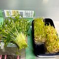 サヤスカマカン's cooksnap of when they made 簡単！豆苗の切り方~育て方.