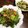 クックMQO5SL☆'s cooksnap of when they made 柿と春菊のサラダ.