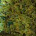 mmiwa's cooksnap of when they made 食用菊の下ごしらえ.