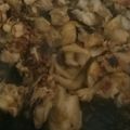 kyokoha's cooksnap of when they made チキンのアップルソース.