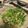 Nana983's cooksnap of when they made ちくわのナンプラー炒めで豆苗サラダ.