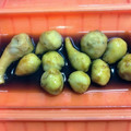 おっさんです's cooksnap of when they made ルクエで簡単♪里芋の煮っ転がし.