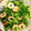 こーやんたん's cooksnap of when they made 豆苗とちくわのサラダ.