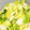 happy_children's cooksnap of when they made 爽やか♡白菜の柚子胡椒漬物.