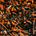 yukksmi's cooksnap of when they made ひじきの煮物 【炒め煮】.
