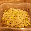 Hosomama's cooksnap of when they made レンジで簡単もやしナムル.