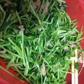 ｙａ－ｙａ－'s cooksnap of when they made 豆苗とツナのレンチン和え.