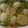 優駿蓮ママ's cooksnap of when they made かぶとツナの煮物.