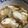りんむー５５'s cooksnap of when they made 旬の味覚☆酢牡蠣.