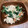 STfam's cooksnap of when they made すりごまでコク旨♪ほうれん草の白和え.