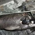 たろう713's cooksnap of when they made カラスカレイの煮つけ☆さみしさ同量水２倍.