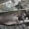 たろう713's cooksnap of when they made カラスカレイの煮つけ☆さみしさ同量水２倍.