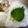 runa10's cooksnap of when they made 大葉の保存 復活？！方法.