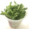 pnkdiamond's cooksnap of when they made 豆苗の長持ち保存方法.