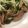 yurietti's cooksnap of when they made 簡単☆豚こまと水菜のガーリックレモン炒め.