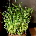 ☆コムギ☆'s cooksnap of when they made 簡単！豆苗の切り方~育て方.