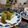 カバゴン's cooksnap of when they made ミニロールケーキ.