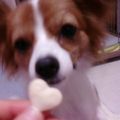 らぶりーらびっと's cooksnap of when they made 超簡単ワンコ用堅焼きクッキー.