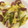 gitanopapa's cooksnap of when they made 白菜とウインナーのコンソメ炒め.