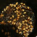 EMPSU's cooksnap of when they made ひじきと大豆の椎茸ダシが美味しい煮物♪♪.