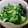ぴかぴかぴかぴか's cooksnap of when they made 簡単！乾燥わかめできゅうりの酢の物.