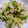 ☆クッキングパンダ☆'s cooksnap of when they made 白菜と塩こんぶ和え.