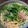 clover2's cooksnap of when they made 水菜とベーコンのアンチョビ、ジャムパスタ.