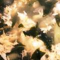 あかね＊♪'s cooksnap of when they made わかめとたまごのスープ(^^)♡.