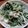 Tarara♪♪'s cooksnap of when they made 決め手はごま油！大根と水菜とツナのサラダ.