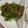 traum1's cooksnap of when they made ピーマンとコンニャクのＸＯ醤炒め.
