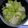 dahlia28's cooksnap of when they made 男のやみつき塩キャベツ.