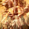 ちぃ2772's cooksnap of when they made 下味冷凍 やわらか豚バラ肉のみそ焼き.