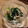 3匹のかえる's cooksnap of when they made ほうれん草の和風サラダ♪.