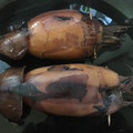 ころりn's cooksnap of when they made 簡単もっちり♪本格いかめし.