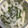 めいちママ＊'s cooksnap of when they made 超簡単☆大根と青じその即席漬け.