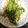 にむばすしゅたーぜん's cooksnap of when they made 豆苗とベーコンのにんにく炒め.