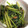 向日葵くっく's cooksnap of when they made 簡単 かぶの葉 さっぱり梅和え おひたし.