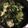 クックGD0TYG☆'s cooksnap of when they made おつまみに！キャベツの外葉炒め.