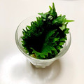 azbjbn's cooksnap of when they made 大葉を長持ちさせる方法♪冷蔵庫で新鮮保存.