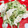 みっくママ's cooksnap of when they made 鶏ささみときゅうり♪だし醤油ワサビ和え♡.