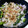ユーロン's cooksnap of when they made 野沢菜とゆかりのおにぎり.