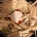samaco's cooksnap of when they made カマンベールチーズのトマトミルフィーユ鍋.