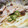 るる＊。's cooksnap of when they made タラとオクラのさっぱり蒸し あんかけ風.