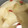 クックM6DK2O☆'s cooksnap of when they made 梨のはちみつ煮.