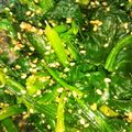 クックKYI2AI☆'s cooksnap of when they made 材料4つ。シンプルなほうれん草の胡麻和え.
