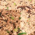 サボテンの花ママ's cooksnap of when they made おからの炊いたん.